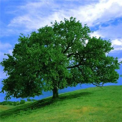 澳門網上黃金城老品牌官網版