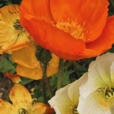 leyuapp下載官網下載